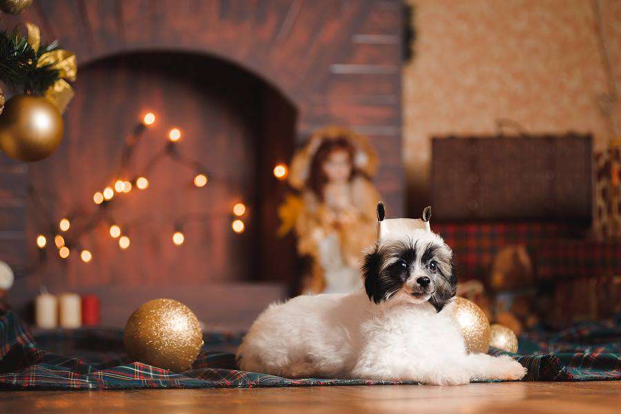 Premier Mari Violetta