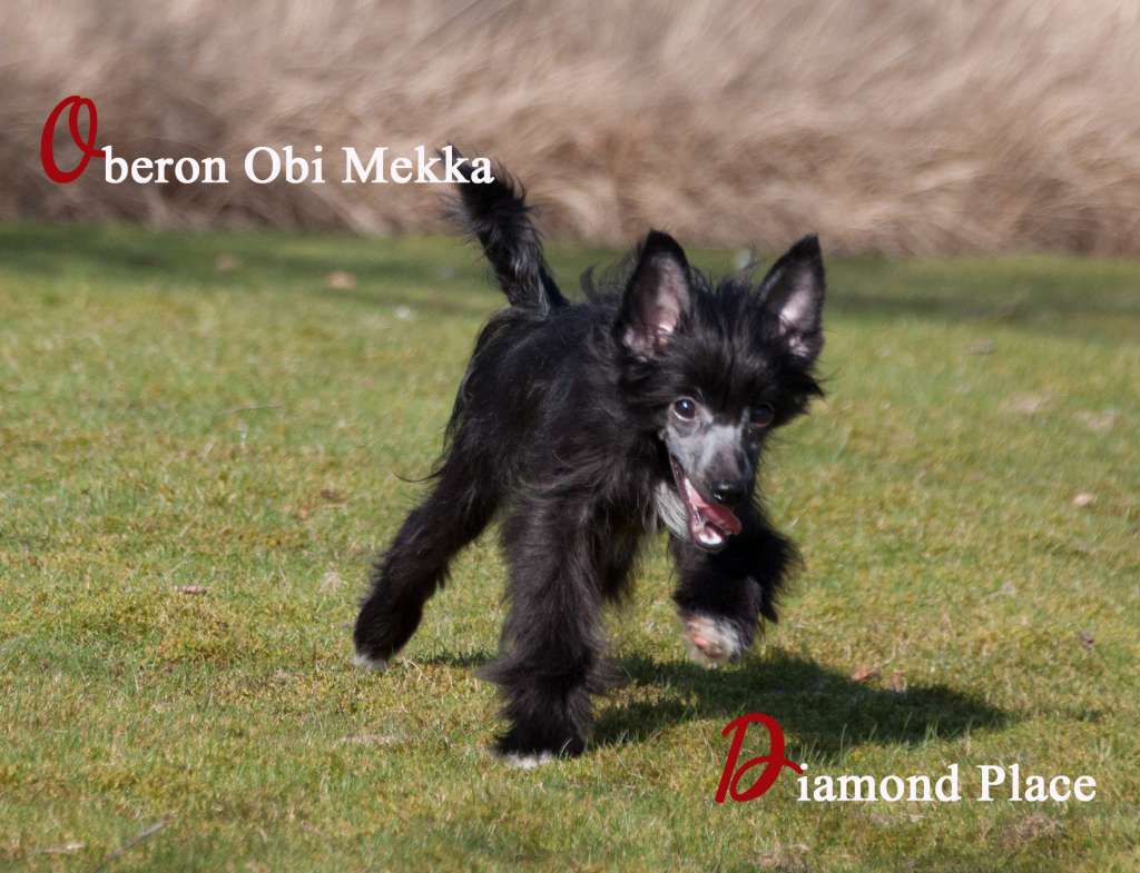 Oberon Obi Mekka Diamond Place