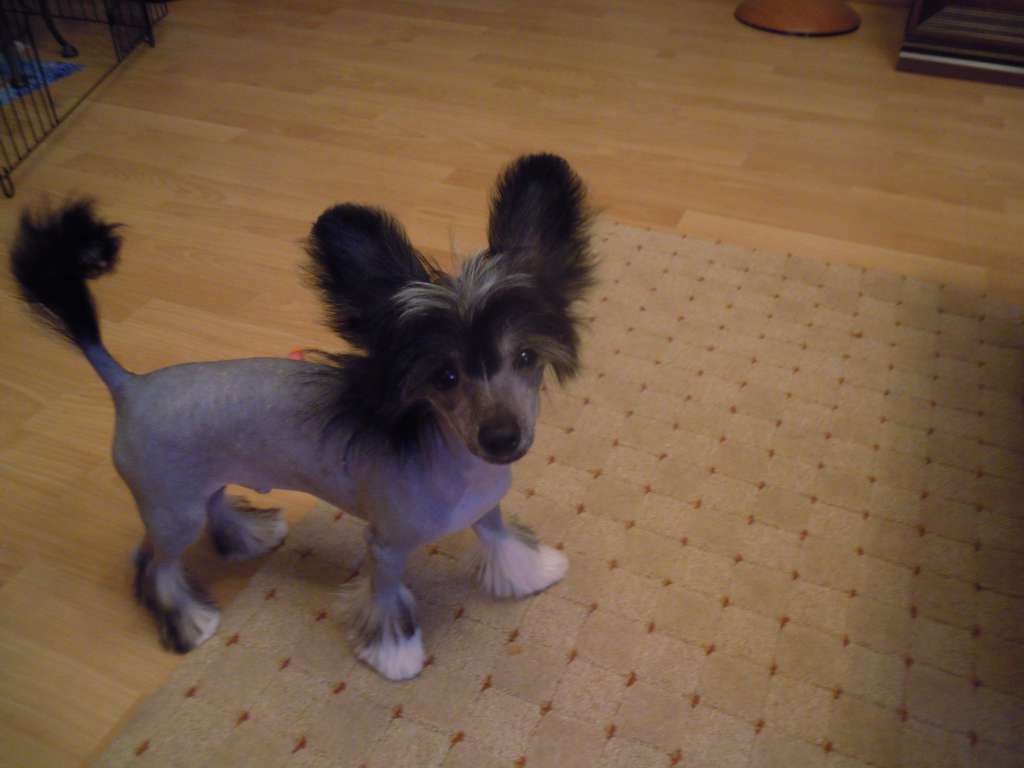 Gran Amigo Viking Litli