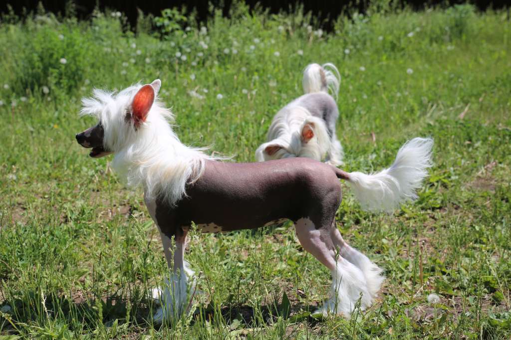 Showplace Valentina
