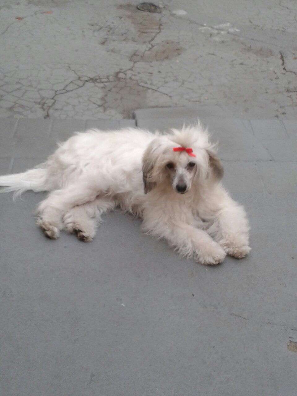 Pequin Mirrage Eponine