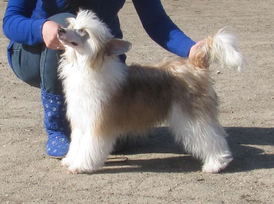 Molli Into Dynasty  Dolce Dea Apriori