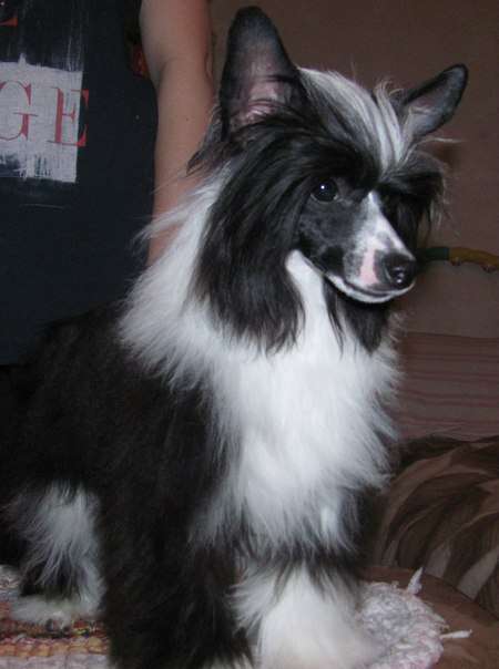 Medea Dark Crystal Dolce Dea Apriori