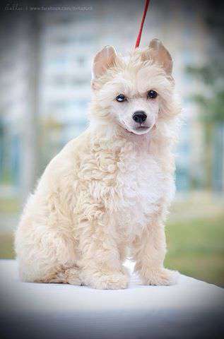 Adel Golden Princess