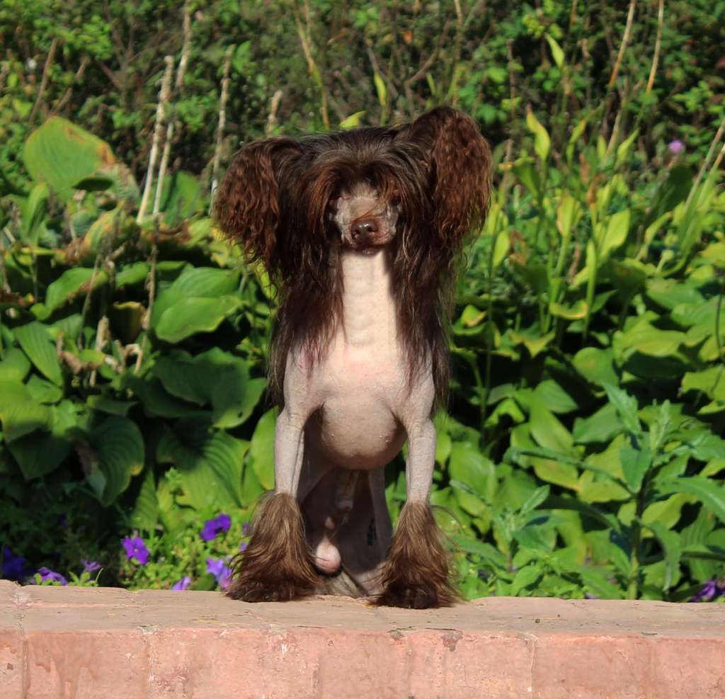 Charuyuschiy Soblazn Yuvento Ar Gold