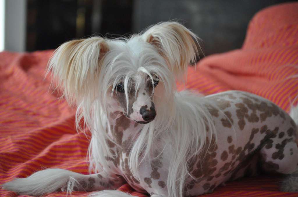 R'Neige Du pré des Trolls