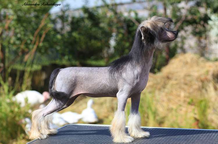 Olegro Katrin Sasima