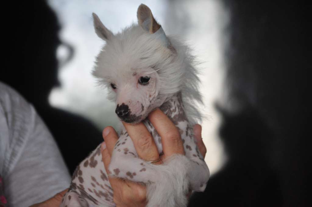 R'Hamilton Du pré des Trolls