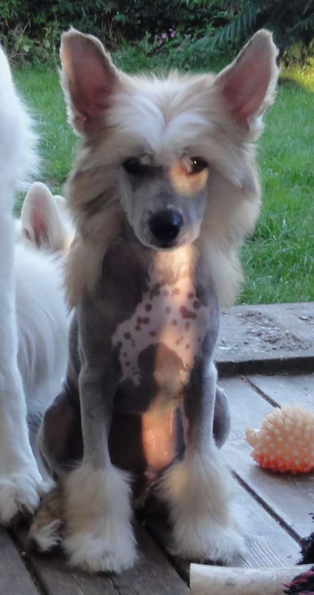 Crazy Diamond Vincent