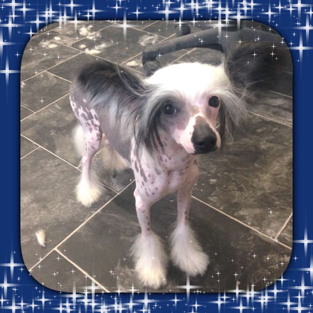 Ynchreenoo King Orry at Annachi