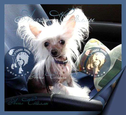 Stella Plyus Elf Mini Liss