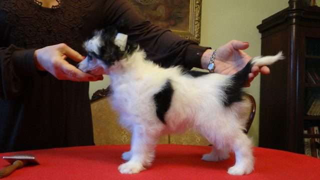 RAPER z Lowickiego Ksiestwa