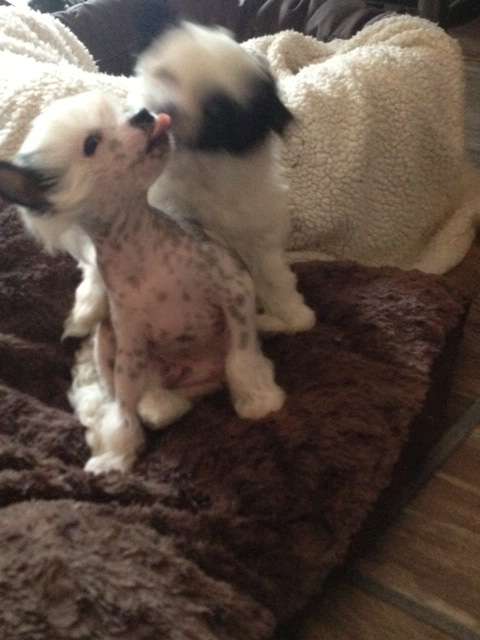 Kokoro's Cowboy Sundance Kid