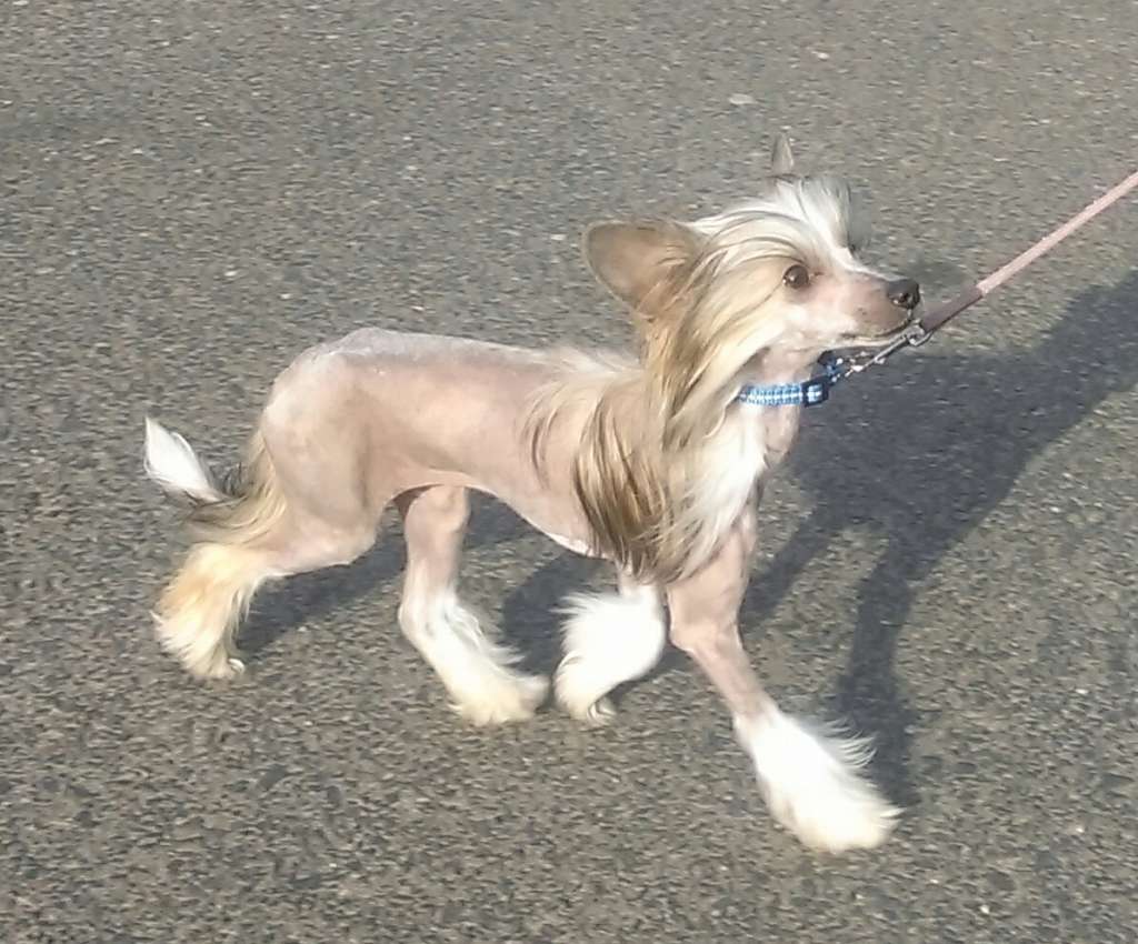 Majra Exotic World FCI