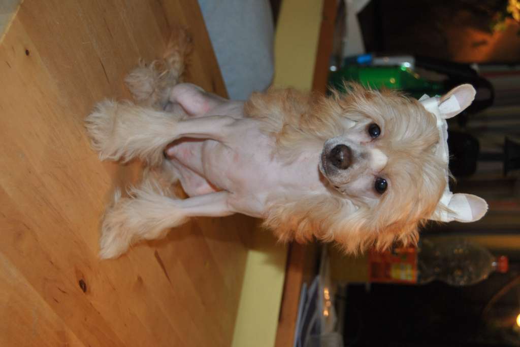 Nayn of Unique Creatures