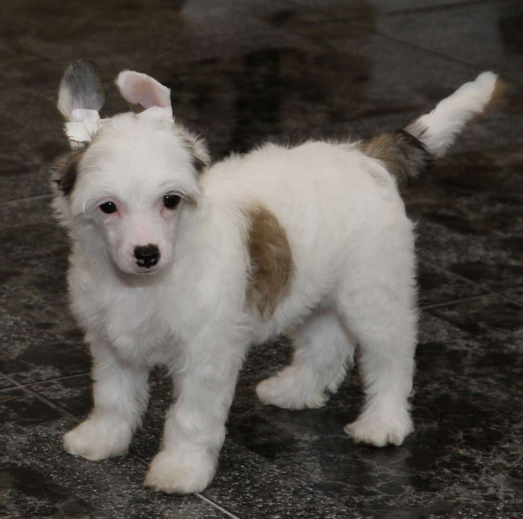 Premier Mari Galateya