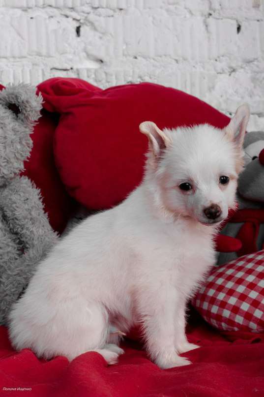 Nju Art Cvetoslav ( Pyps)