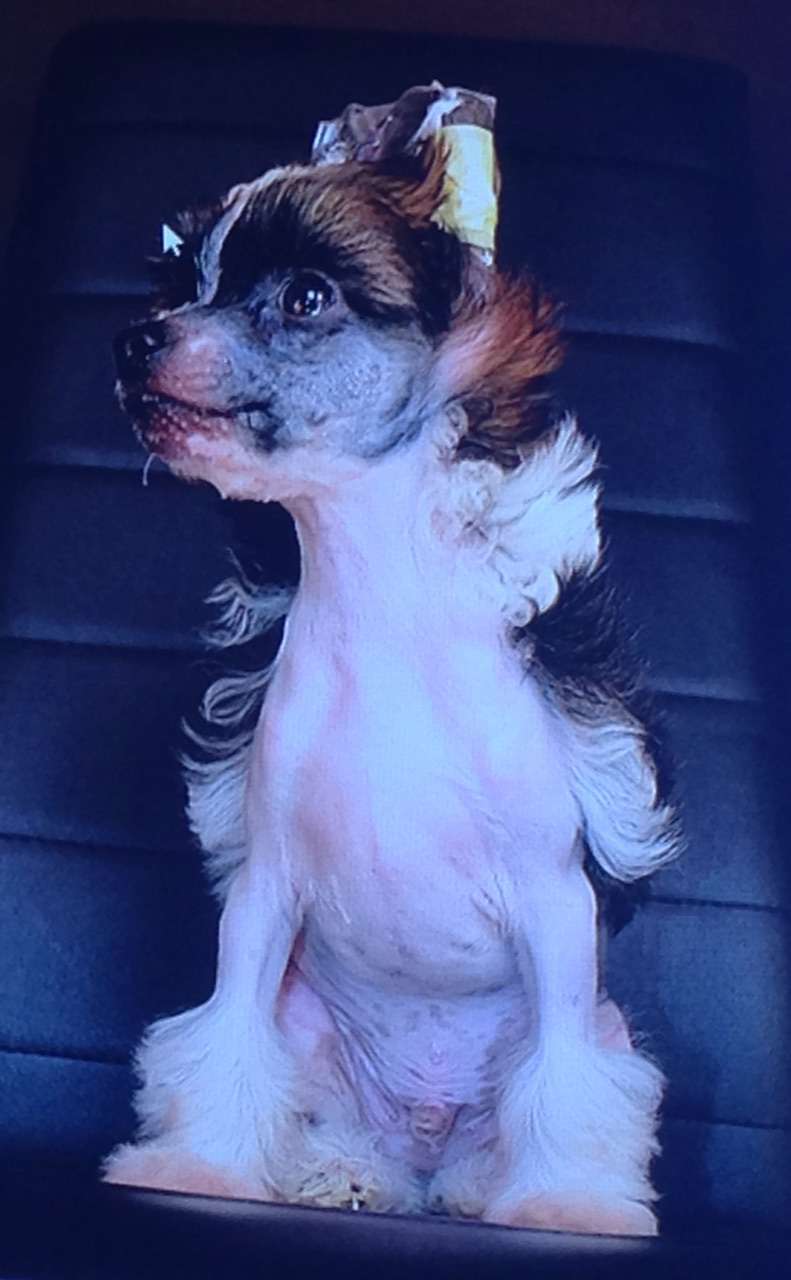 Invictus de Perla y Diamante