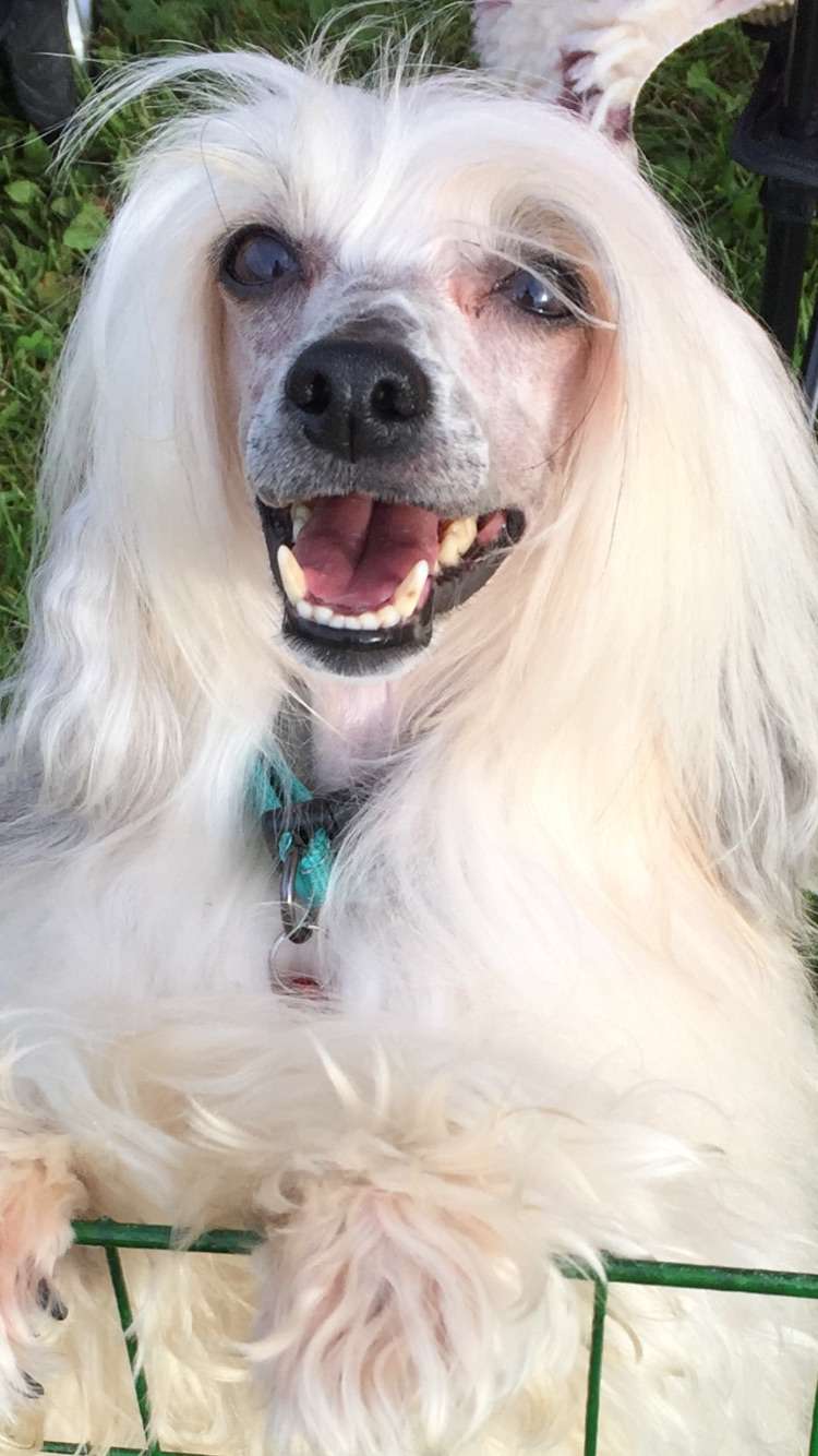 Sparkling Shadow's  Born To Be Wild