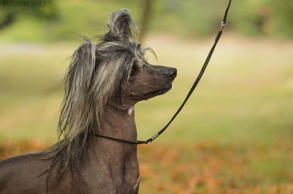 Forseti's Hocus Pocus