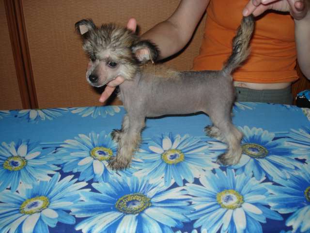 Charuyuschiy Soblazn Giruoki Sanada