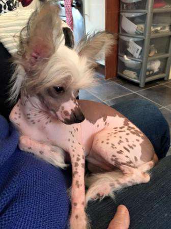 Scherzando Deep Blue