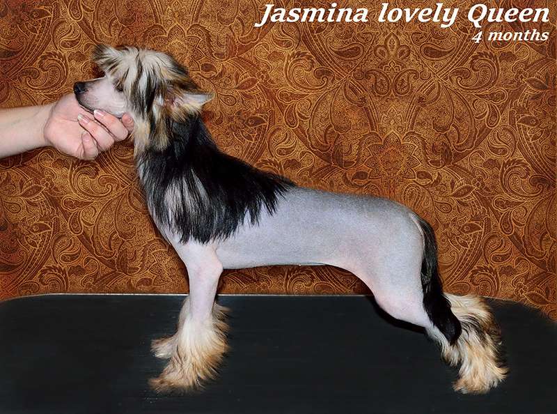 Jasmina lovely Queen