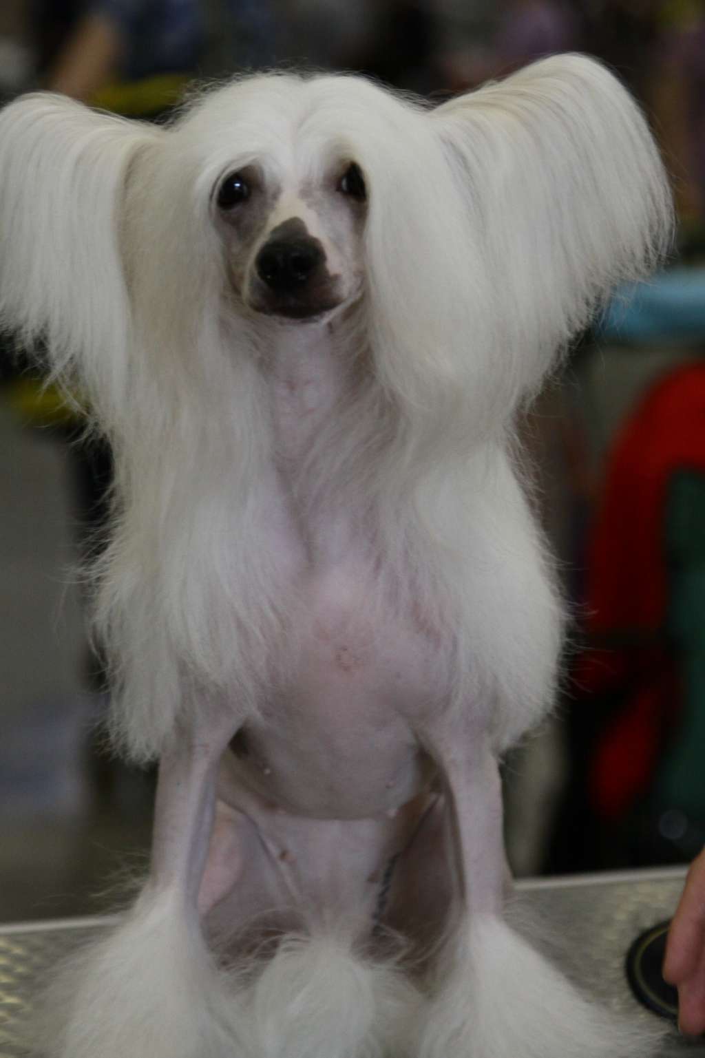 Premier Mari Djioconda