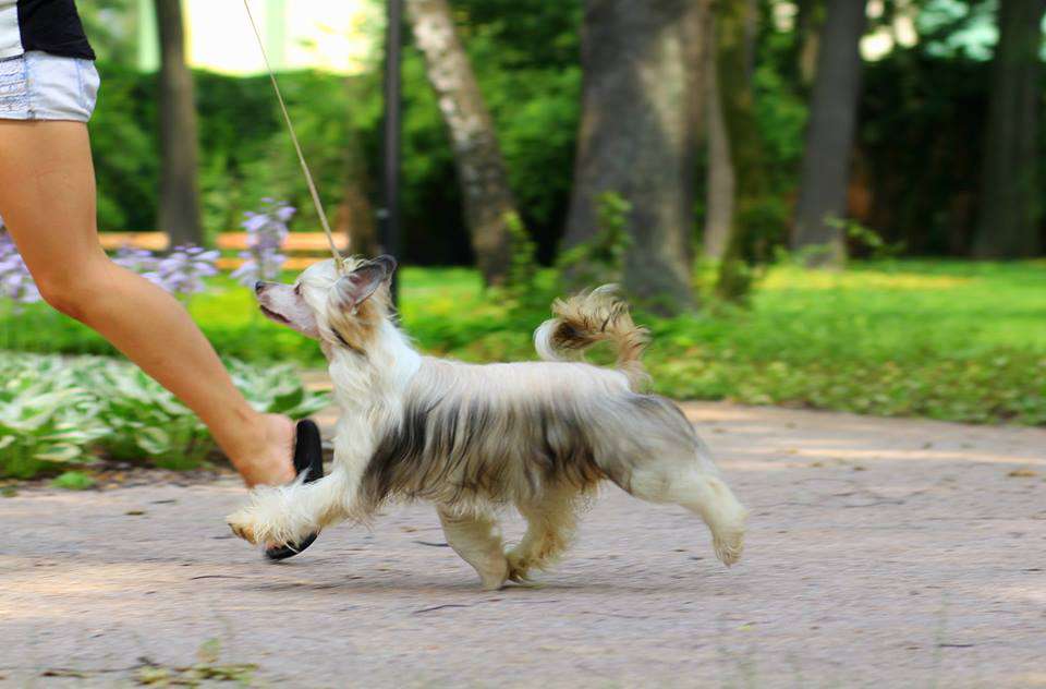 Bogini Milosci Pretensja