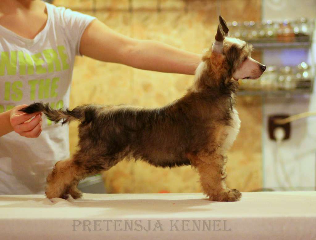 Bajkowy Ksiaze Pretensja