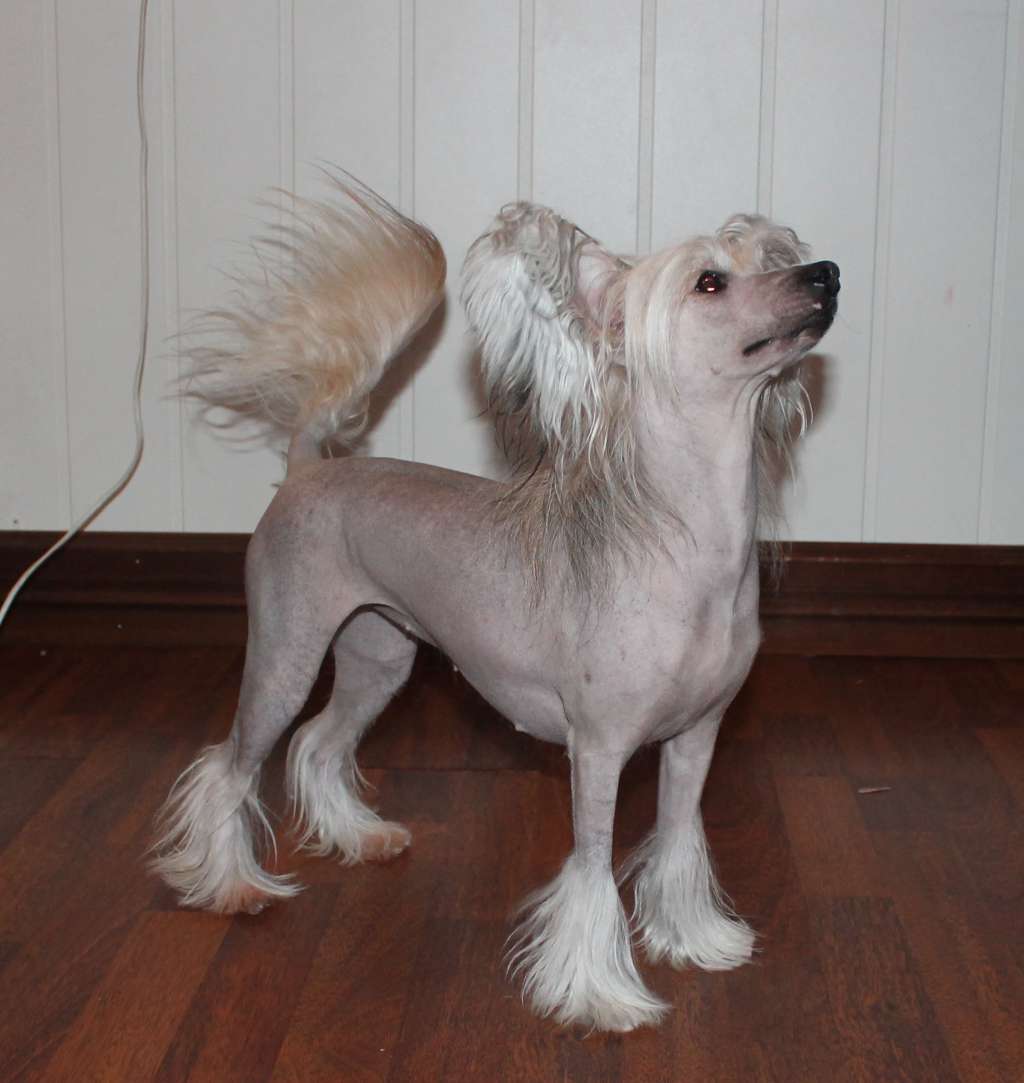 Curlycrest's House That Never Was