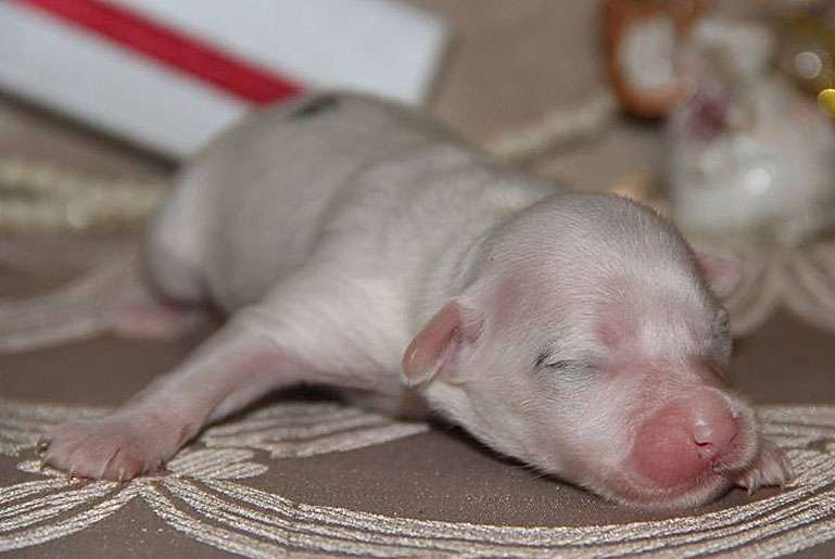 Lorita Star Eye Candy