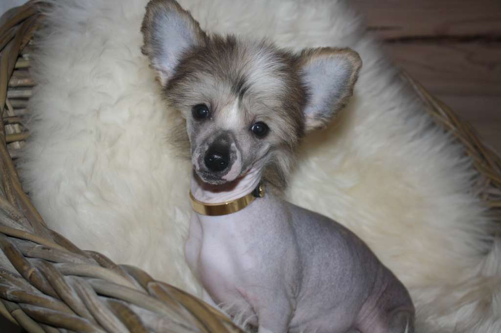 Amcockgarden's Natural Noel Niclas