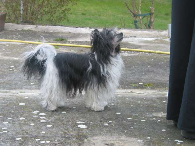 Dancing Wizard's Crazy Chilli