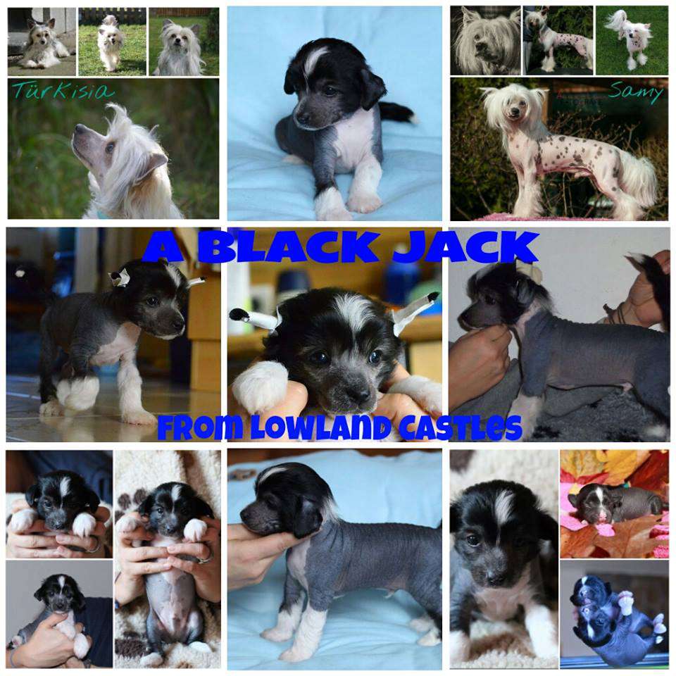 A Black Jack from Lowland Castles