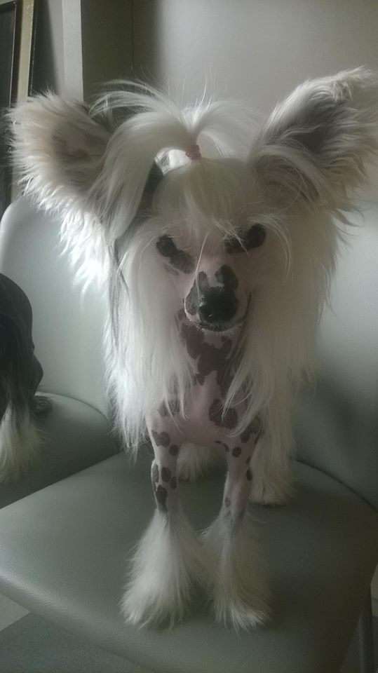 Little Dog Of Dream Jinbi