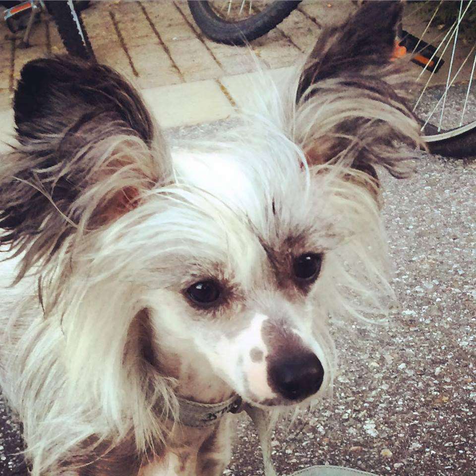 Proud Pony High Five