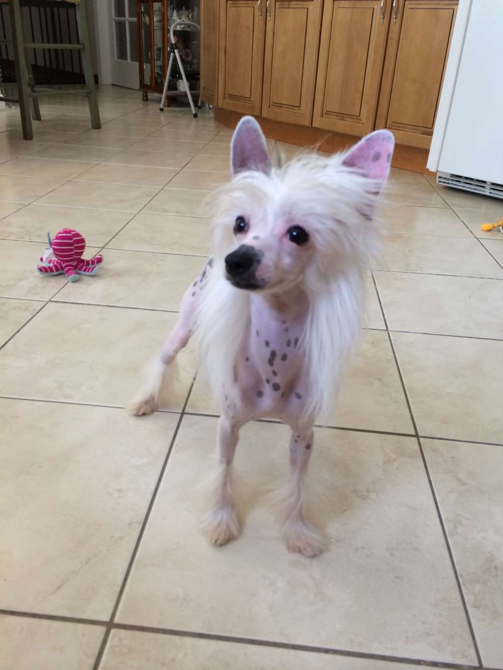 Gingery's Pink Lemonade