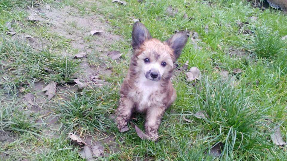 Adonis Domestic Angel