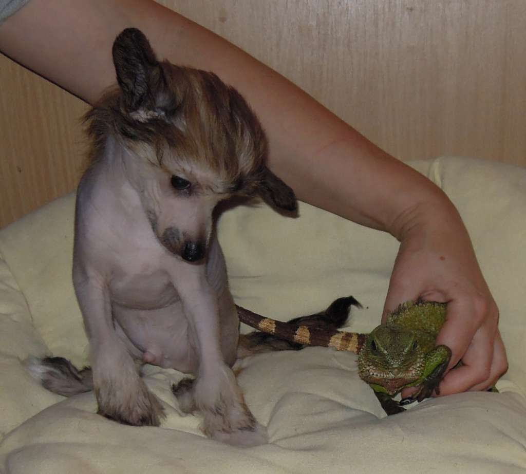 Alwin Domestic Angel