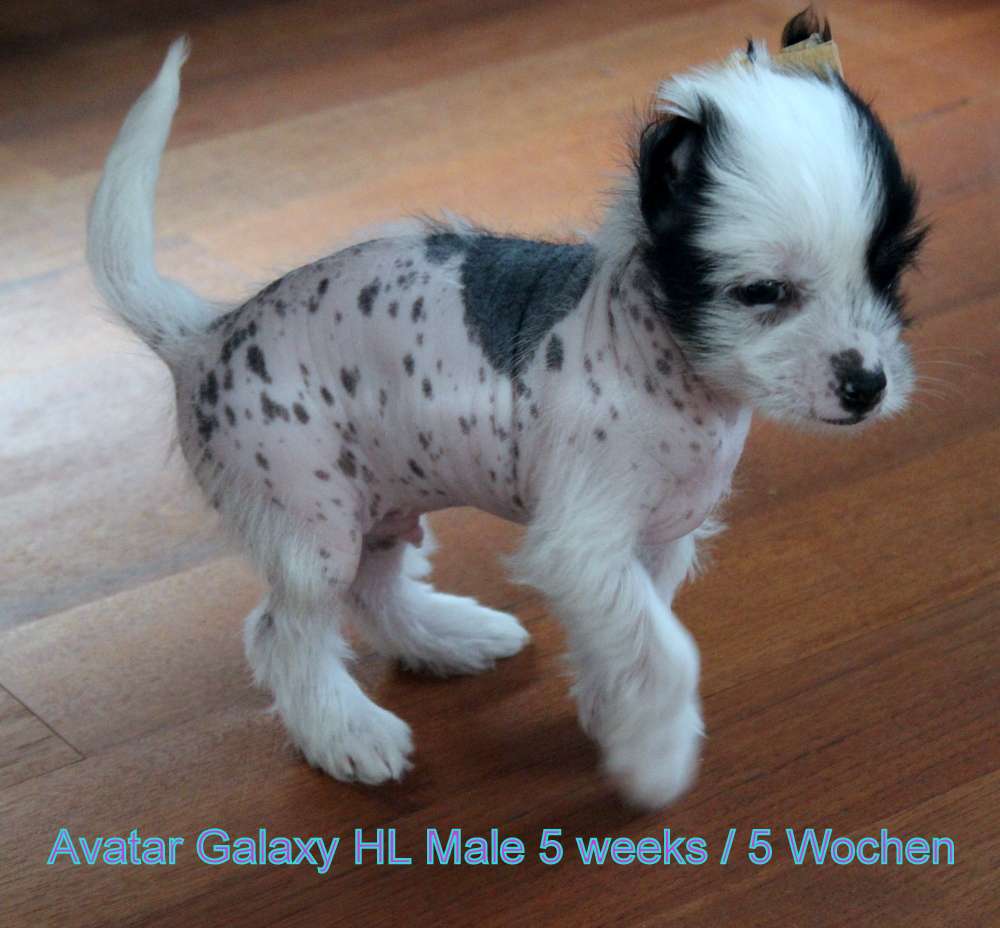 Avatar Galaxy Bazora