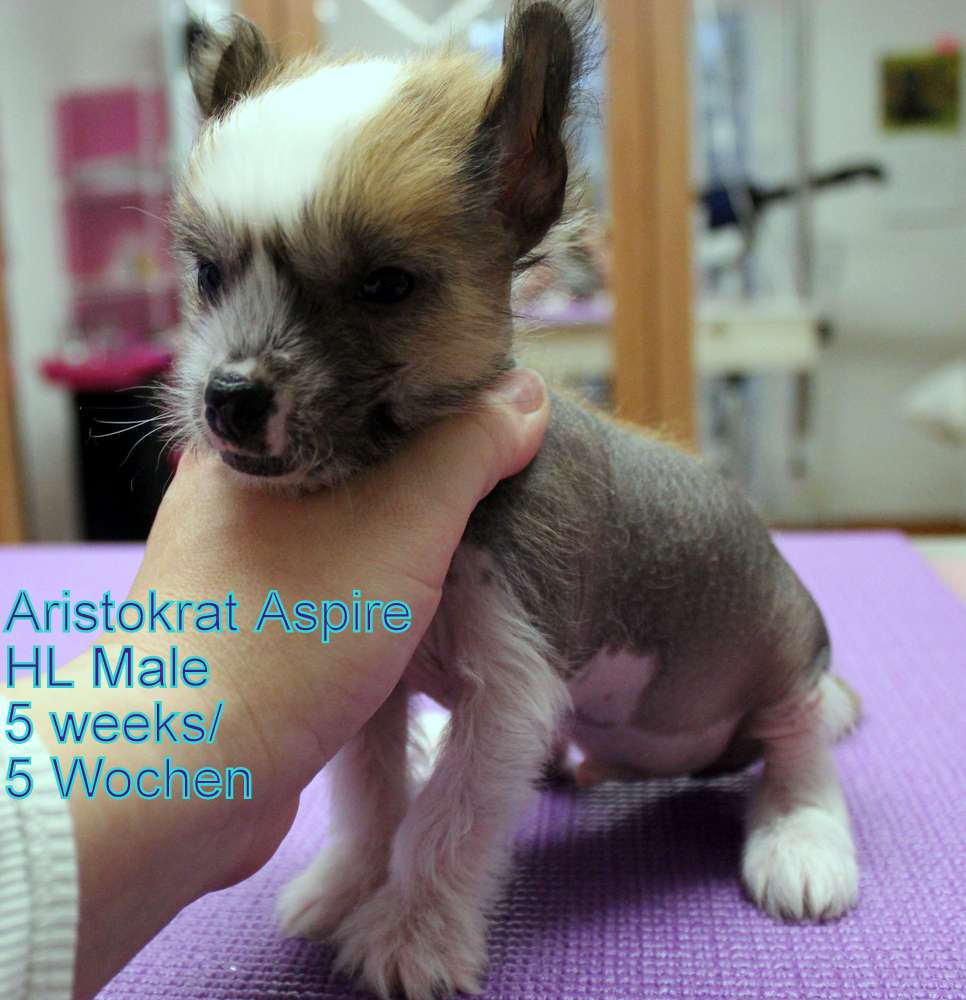 Aristokrat Aspire Bazora