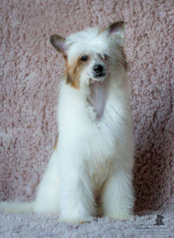 Zlato Dinastii Viking Winner