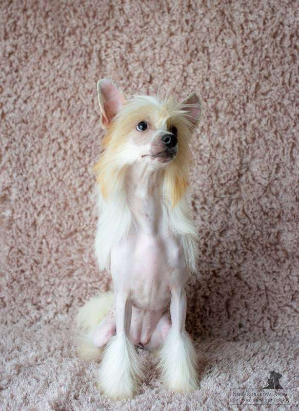 Zlato Dinastii Viva Victoria