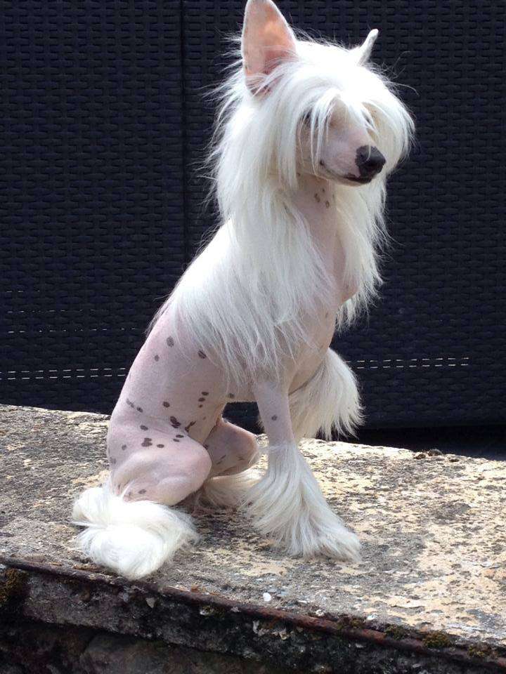 Apriori Vip Fantasy De Sothis