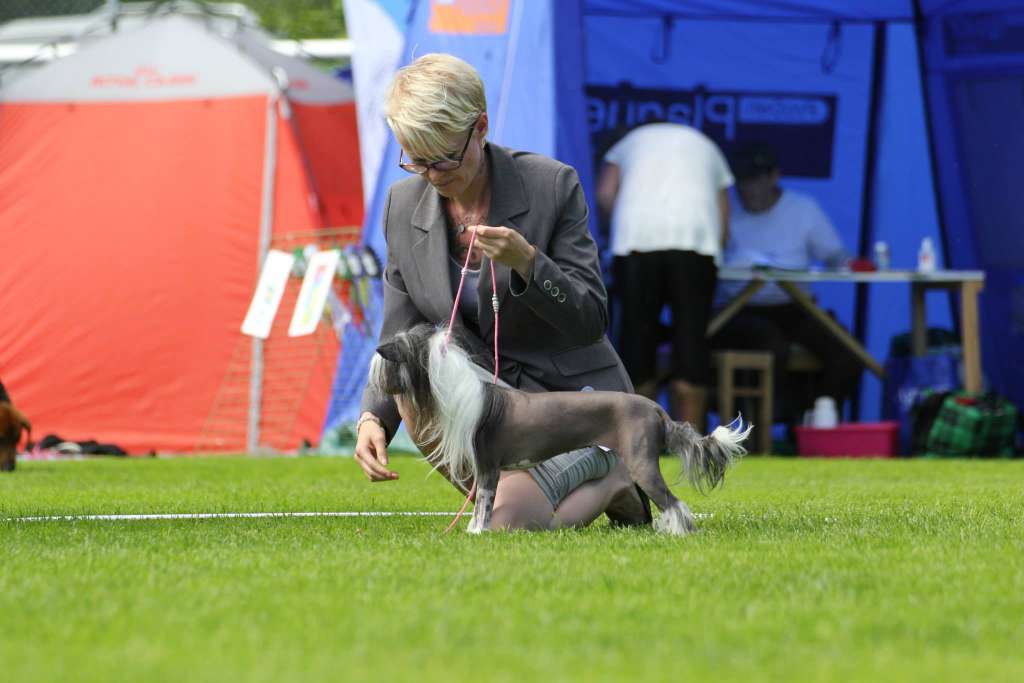 Fabulous Dogs Queen Latifah