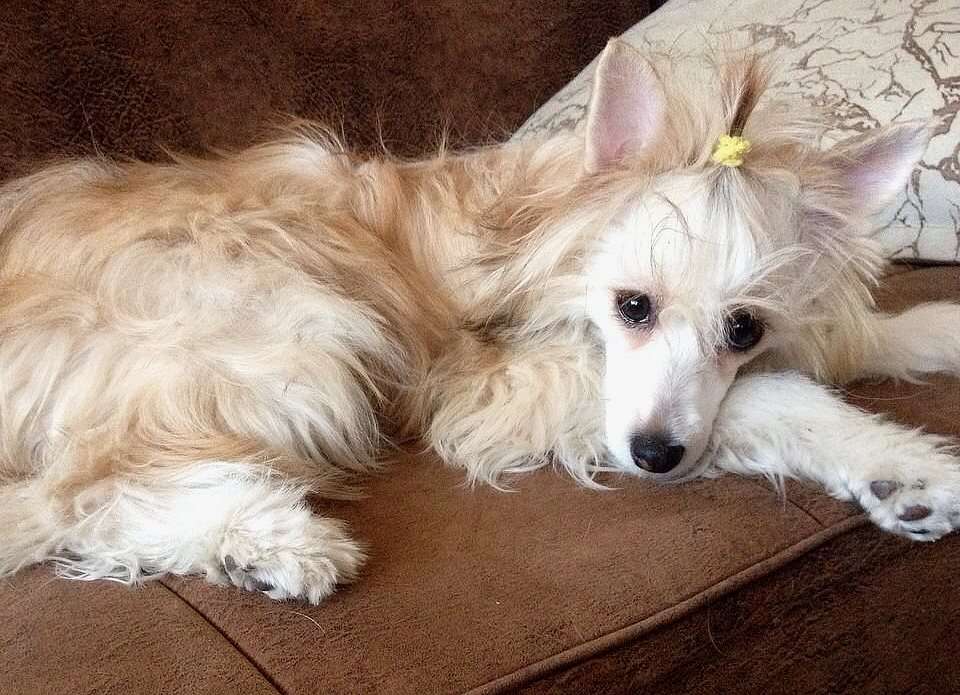 Irvina Vita Aredhel Ar-Feiniel