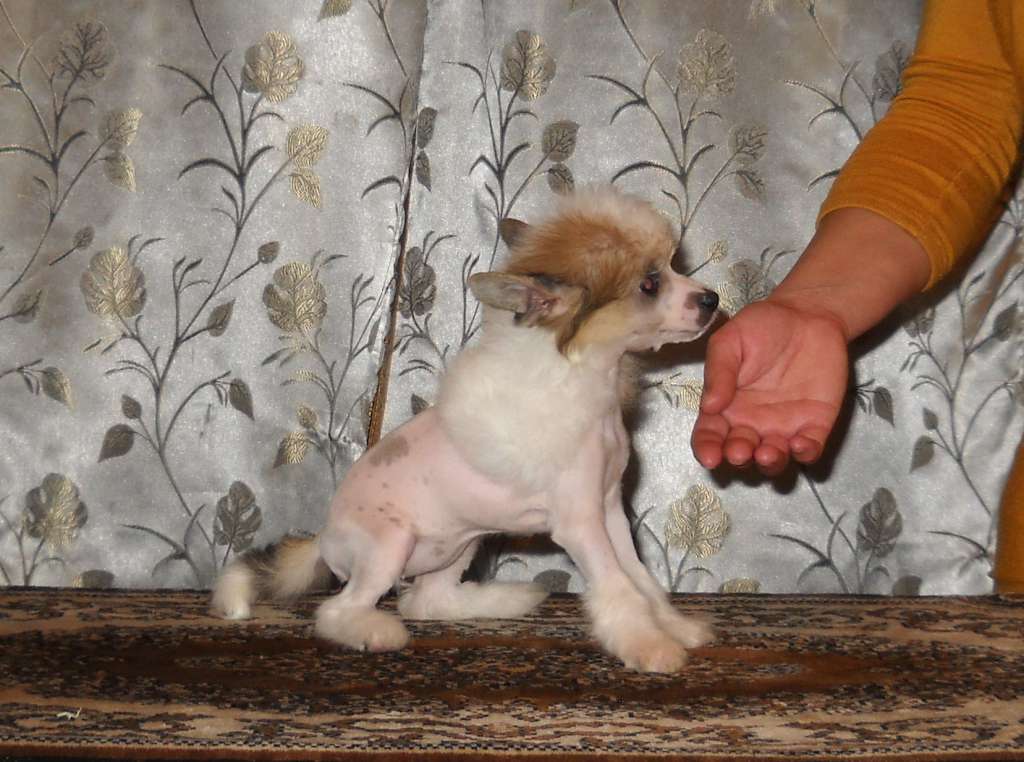 Roxolana Dom Risorto