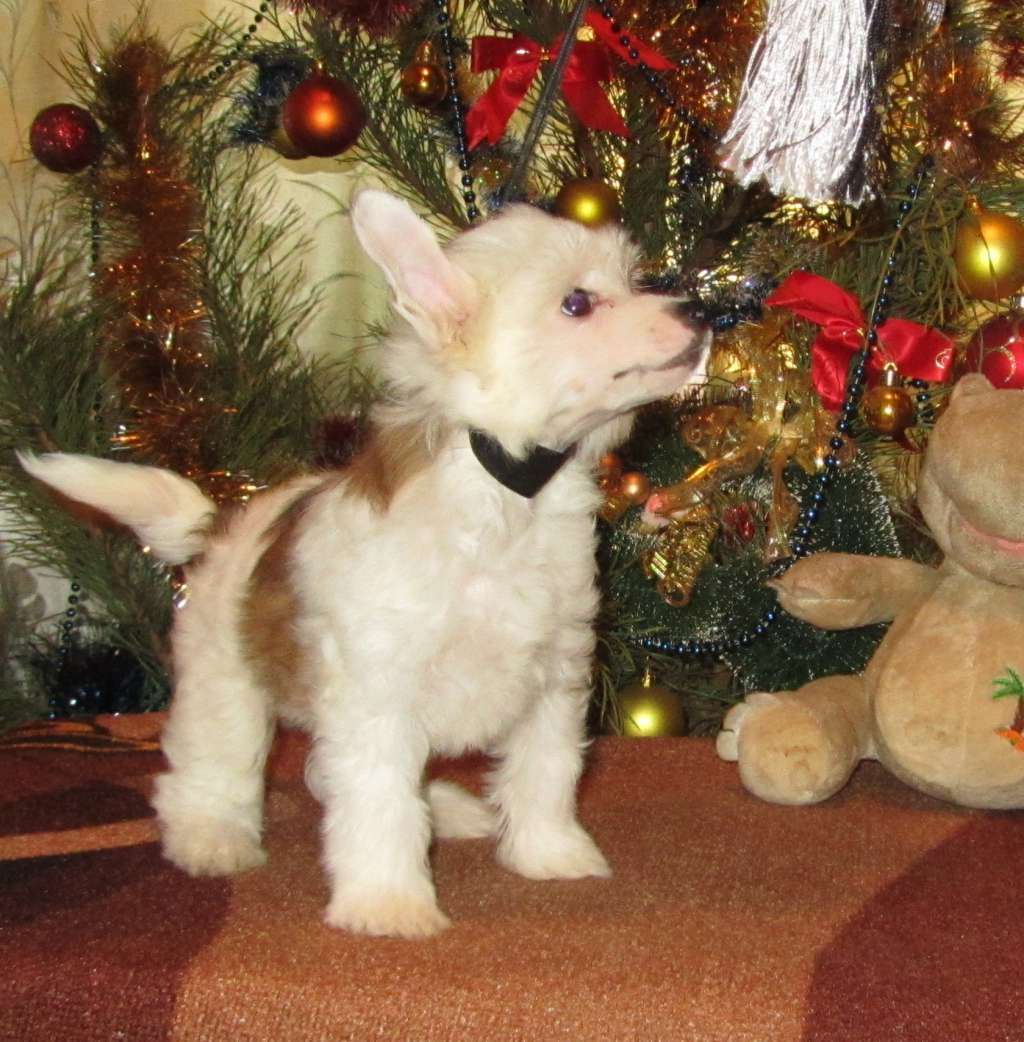 Rock'n'Roll Dom Rosorto