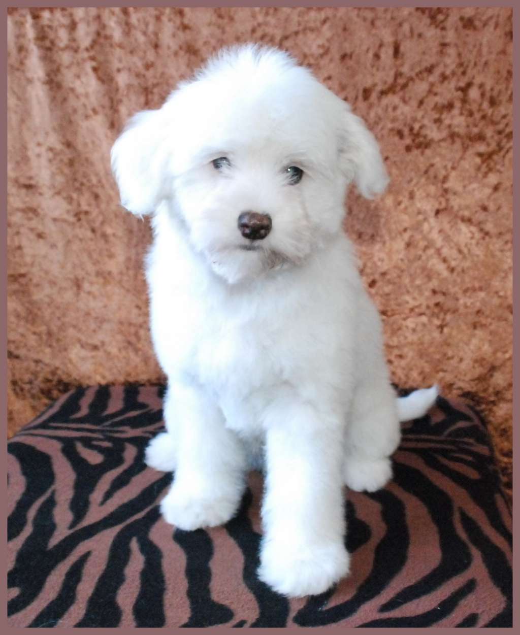 Hard To Handle of Roxy's Pride